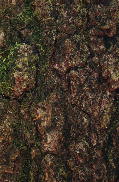 KJV Waterproof Bible Camouflage Cover