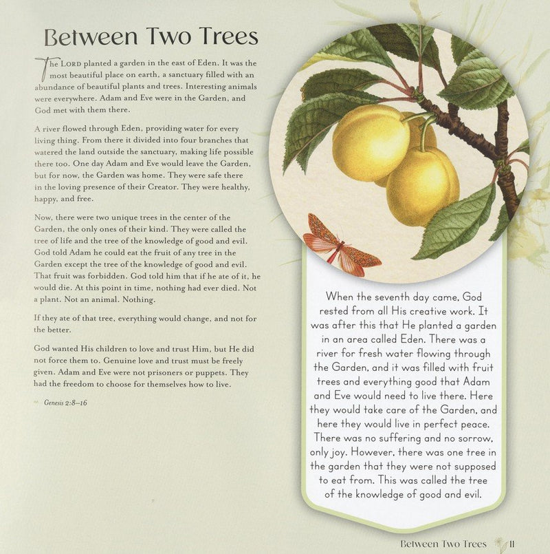 God's Story (Story Bible): From the Beginning to the Promised Return