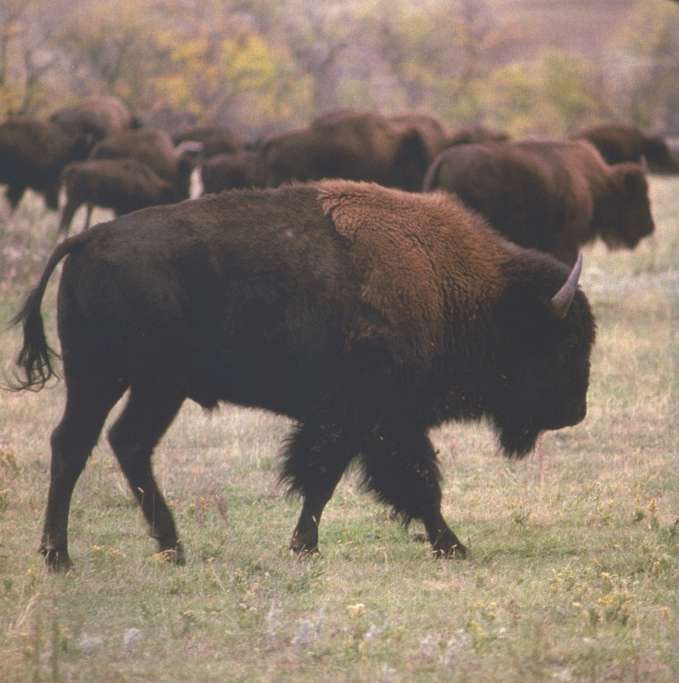 Marvels of Creation: Magnificent Mammals