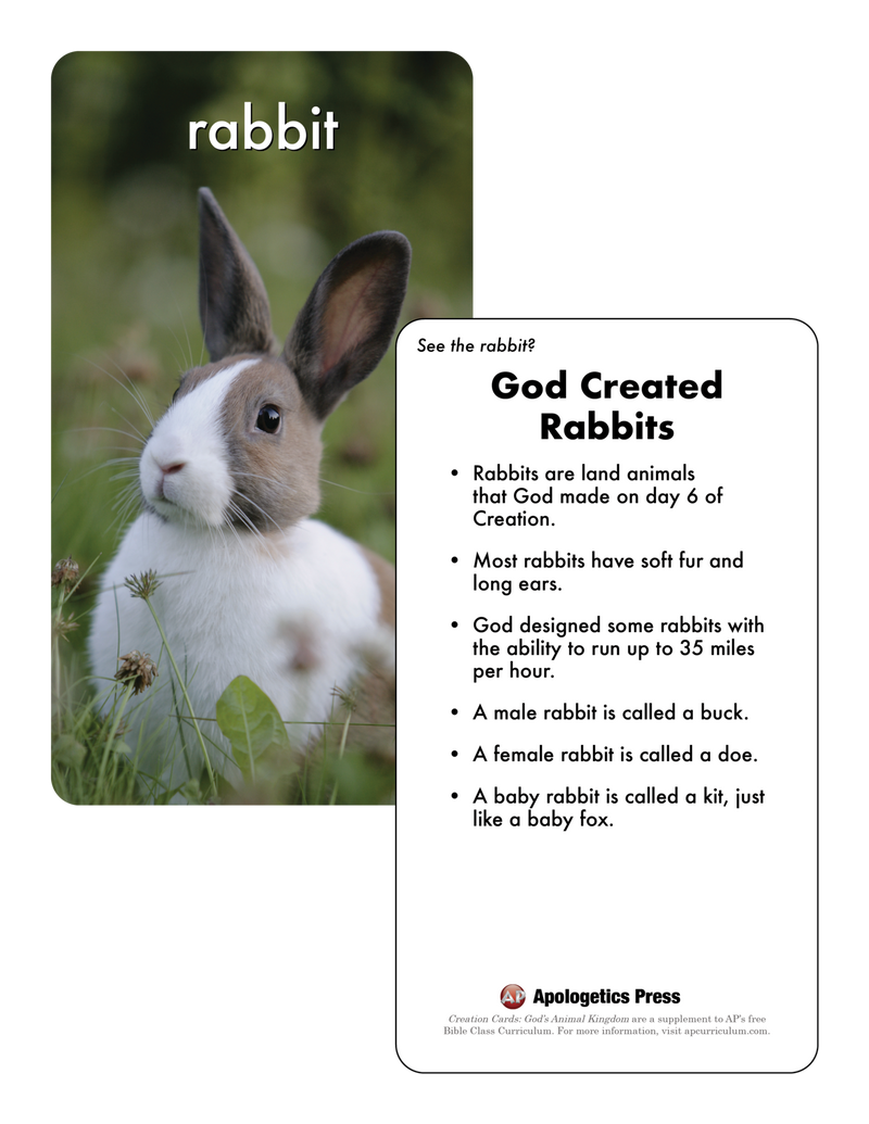 Creation Cards: God's Animal Kingdom