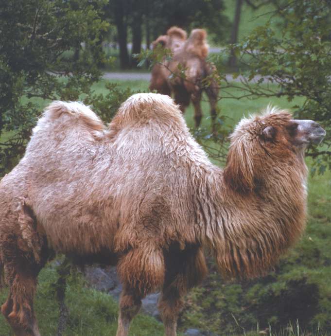 Marvels of Creation: Magnificent Mammals