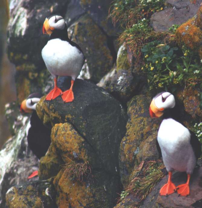 Marvels of Creation: Breathtaking Birds