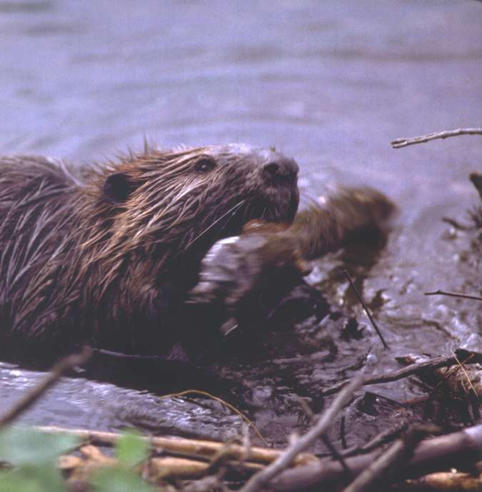 Marvels of Creation: Magnificent Mammals