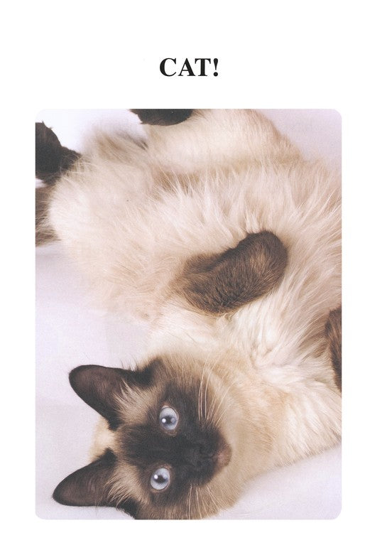 Cats, Dogs, Hamsters and Horses - I Can Read