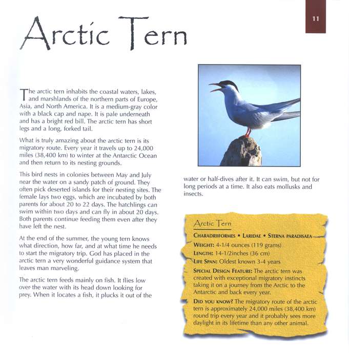 Marvels of Creation: Breathtaking Birds