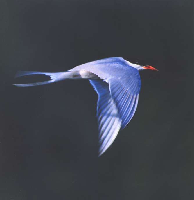 Marvels of Creation: Breathtaking Birds