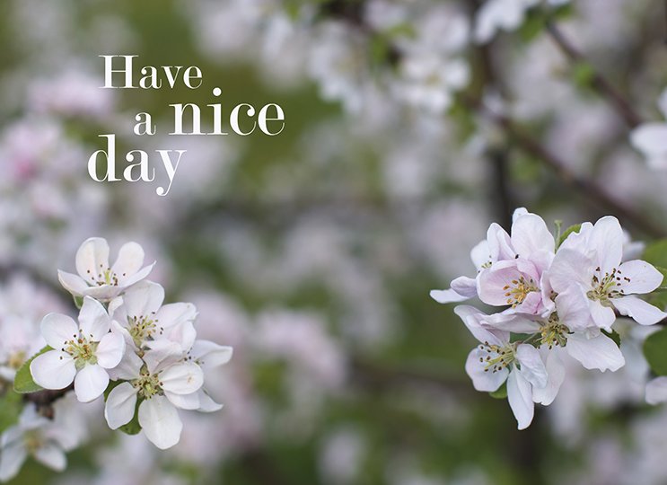 Boxed Cards - Blank: Floral