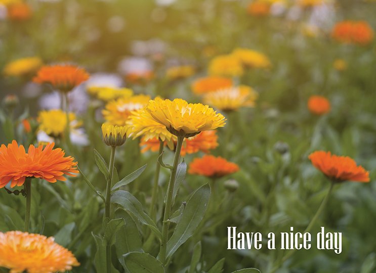 Boxed Cards - Blank: Floral