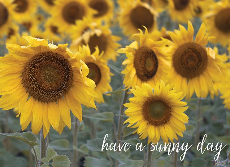 Boxed Cards - Blank: Floral