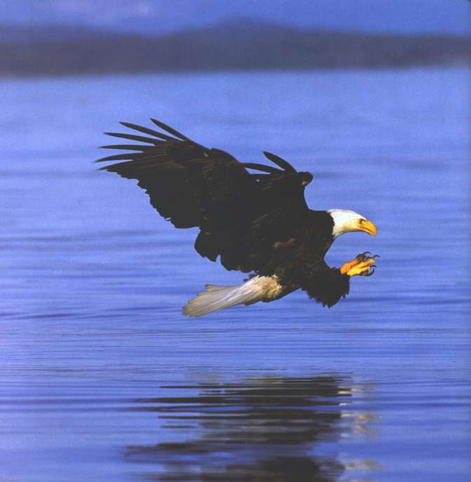 Marvels of Creation: Breathtaking Birds