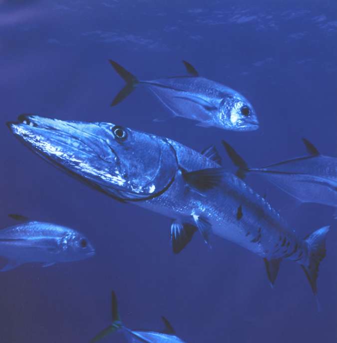 Marvels of Creation: Sensational Sea Creatures