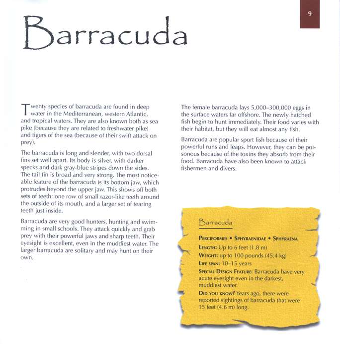 Marvels of Creation: Sensational Sea Creatures