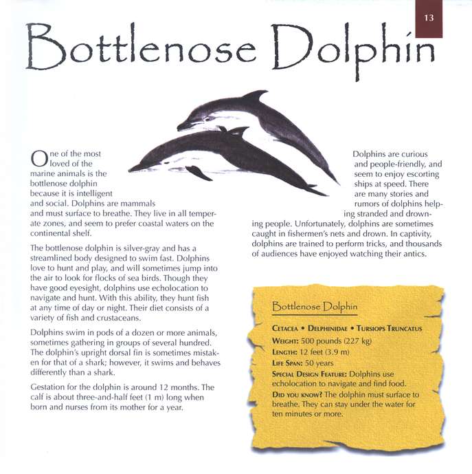 Marvels of Creation: Sensational Sea Creatures