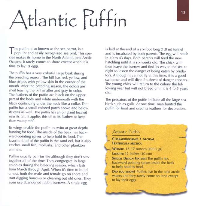 Marvels of Creation: Breathtaking Birds