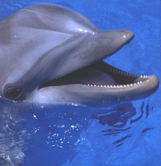 Marvels of Creation: Sensational Sea Creatures