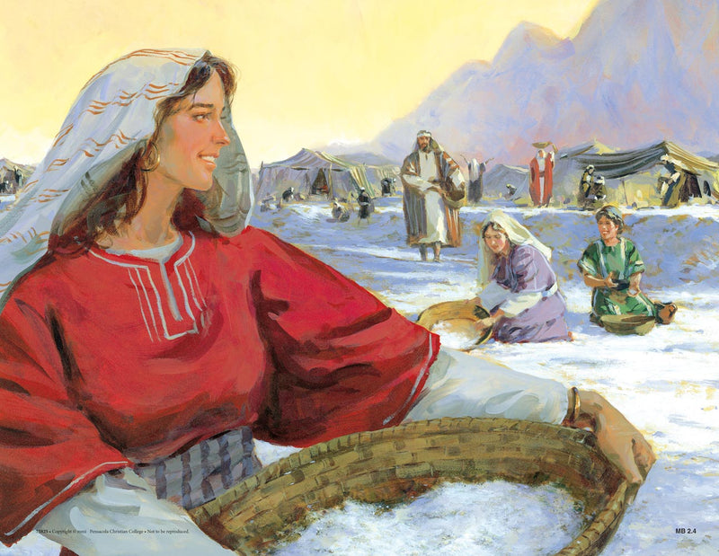 Journey to Sinai (Life of Moses Series 2) - Abeka Flash-A-Card